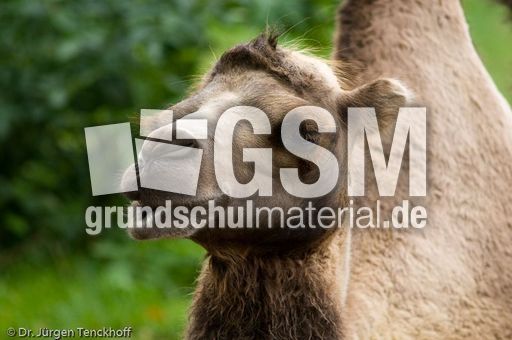 Kamel (36 von 108).jpg